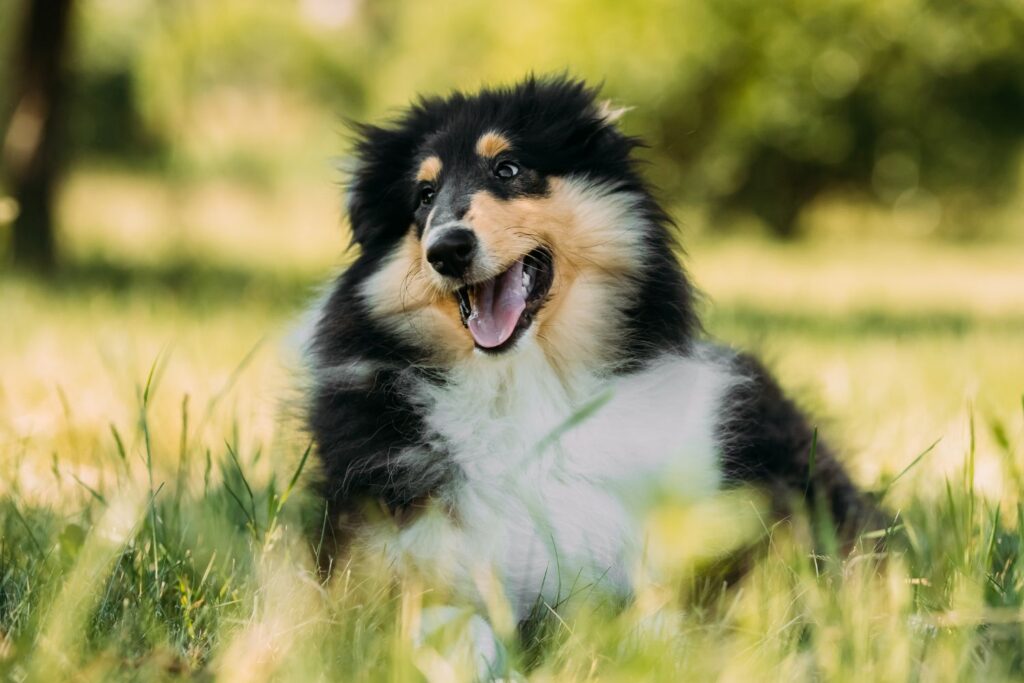 Szczeniaki i hodowla collie