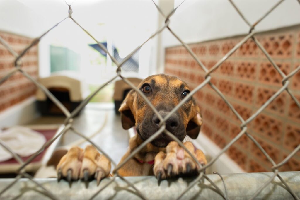 Adopcja psa a kupno - zalety i wady obu opcji