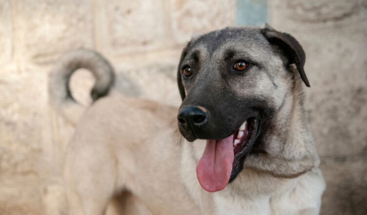 Kangal (turecki pies pasterski)