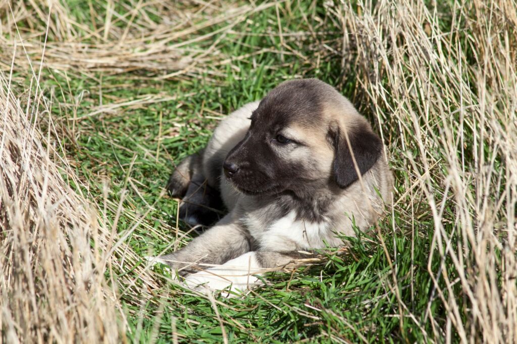 Pielęgnacja rasy Kangal