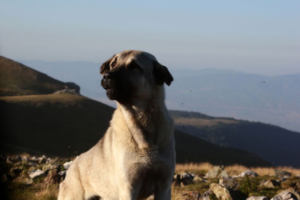 Kangal - charakter i usposobienie