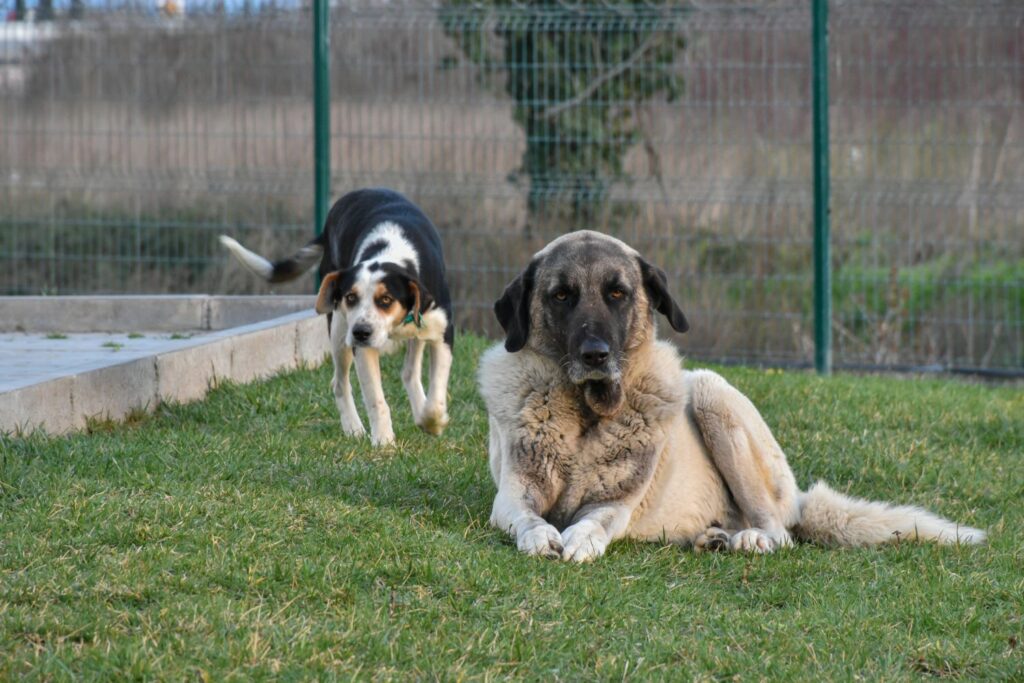 Kangal a inne zwierzęta domowe