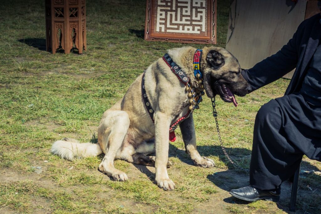 U kogo sprawdzi się rasa Kangal?