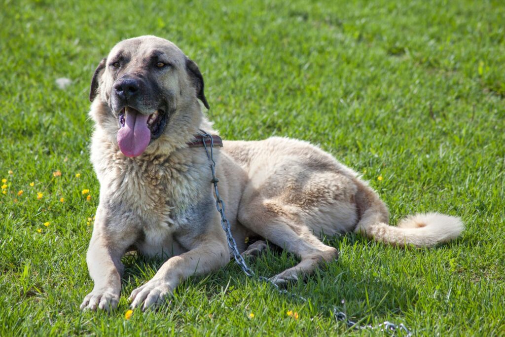 Kangal - zdrowie i długość życia