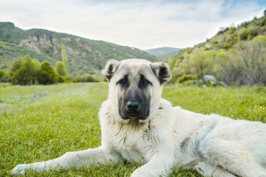 Kangal a owczarek anatolijski (anatolian)