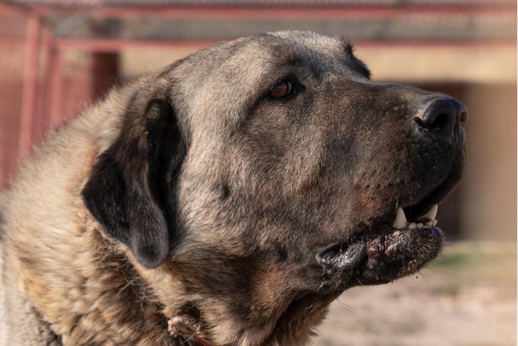 Wychowanie i tresura rasy Kangal