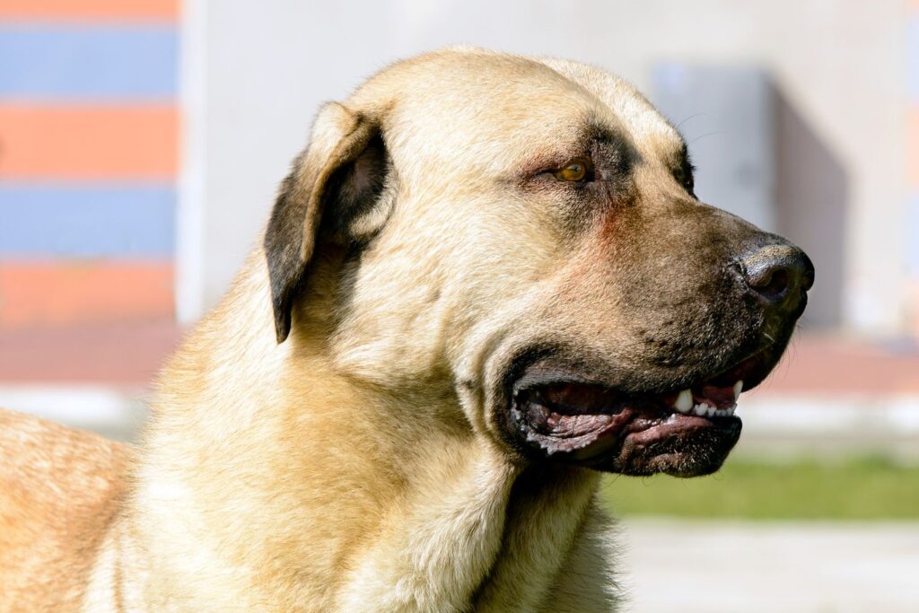 Kangal