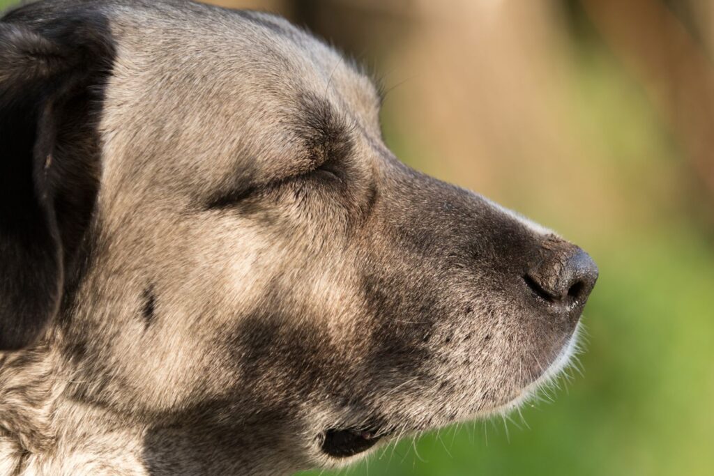 Dieta i żywienie Kangal