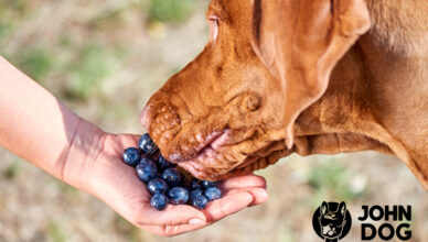 Moc tkwiąca w owocach jagodowych i powody, dla których warto sięgnąć po karmy John Dog Berry Line