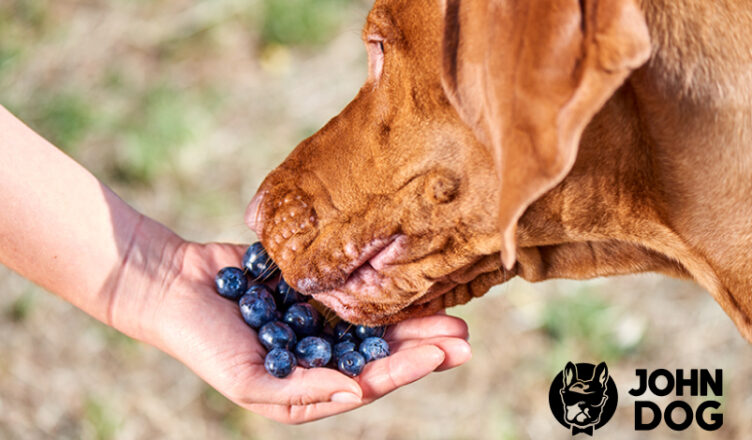 Moc tkwiąca w owocach jagodowych i powody, dla których warto sięgnąć po karmy John Dog Berry Line