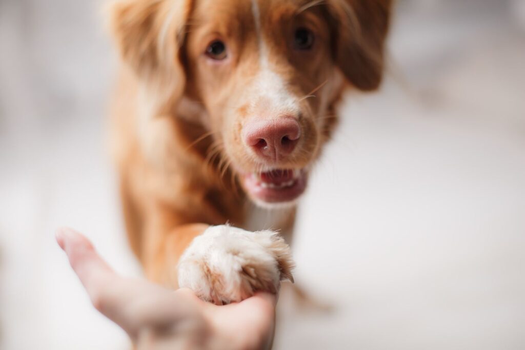 Retriever z Nowej Szkocji - wychowanie i tresura rasy