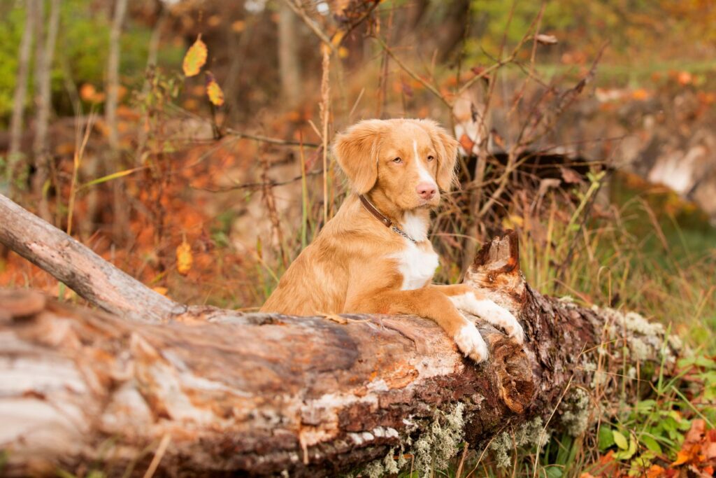 Retriever z Nowej Szkocji – ciekawostki 