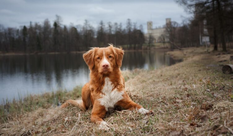 Retriever z Nowej Szkocji (toller)