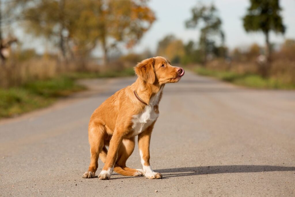 Retriever z Nowej Szkocji - zdrowie i długość życia