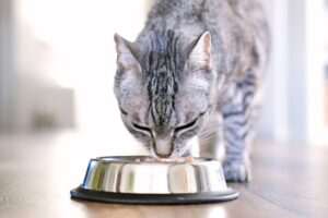 Twój kot kaprysi przy jedzeniu? A może doświadcza właśnie nagłego spadku apetytu, którego przyczyny nie jesteś w stanie określić? Niektóre koty bywają z natury wybredne, warto jednak mieć na uwadze, że przyczyn utraty apetytu może być wiele. Należy mieć się na baczności zwłaszcza, gdy pojawia się on nagle. Co może być tego przyczyną? Jak postępować, gdy kot nie chce jeść i czym można skłonić go do jedzenia? Przybliżamy możliwe przyczyny i rozwiązania.