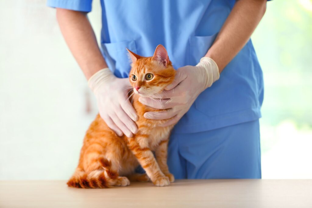 FIV u kota - leczenie