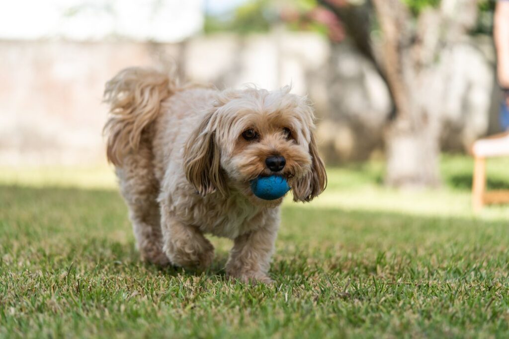 Zabawki dla cavapoo