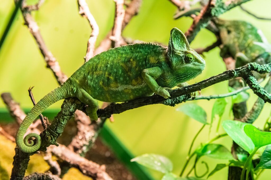 Gatunki z rodziny kameleonowatych 