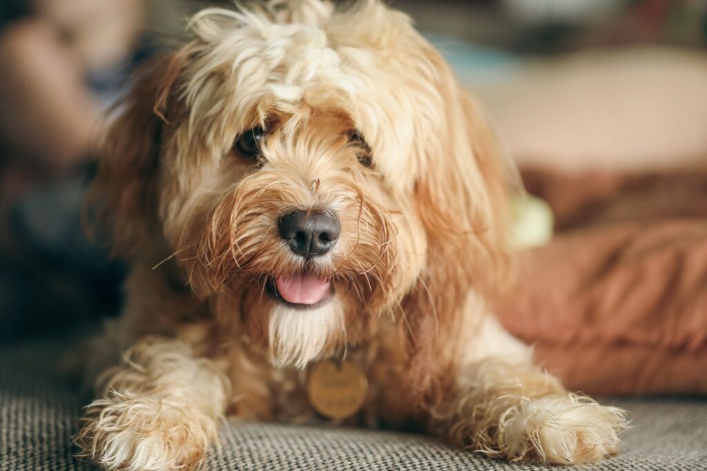 Historia cavapoo