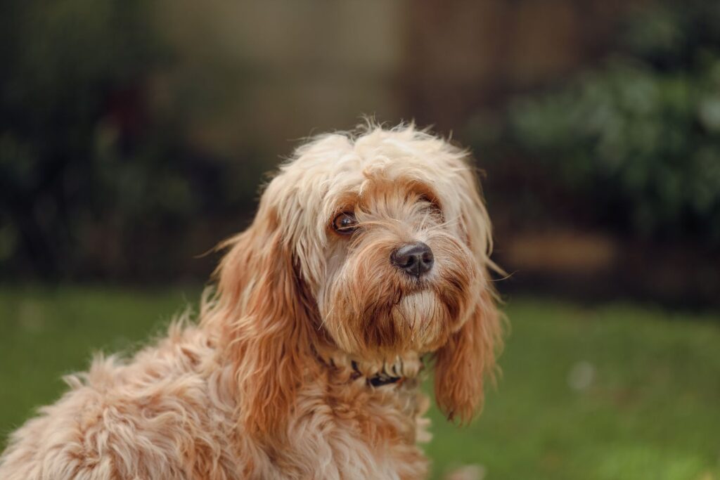 Cavapoo - charakter i usposobienie