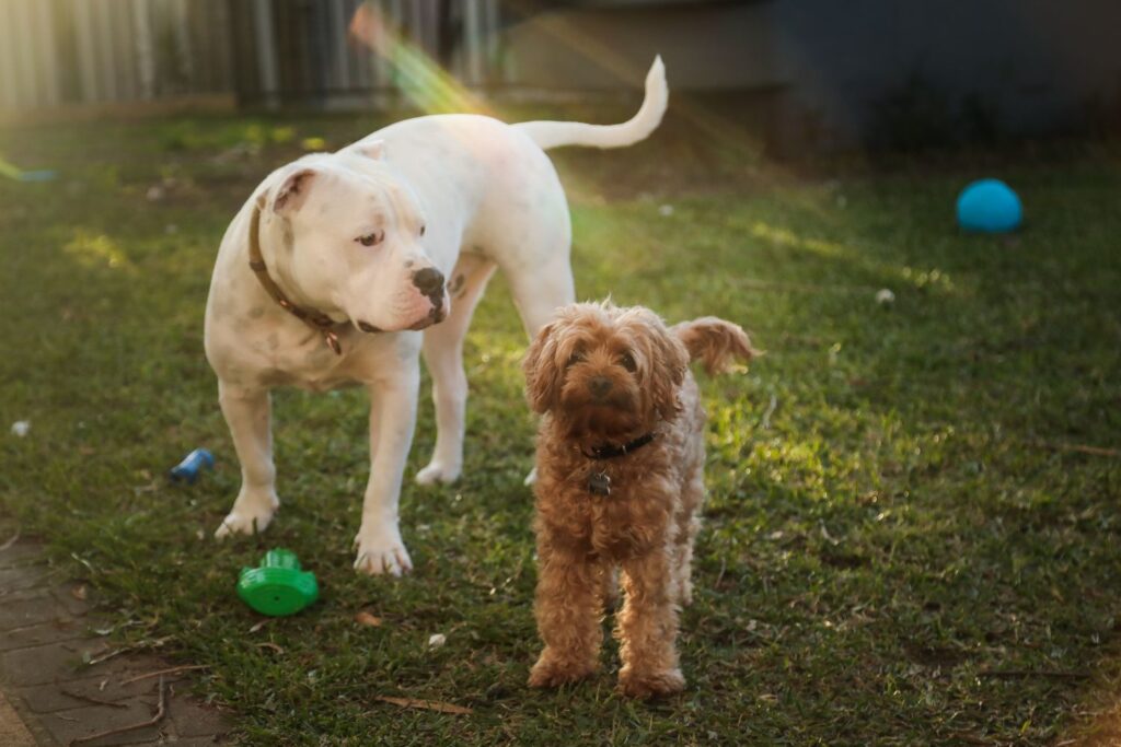 Cavapoo a inne zwierzęta domowe