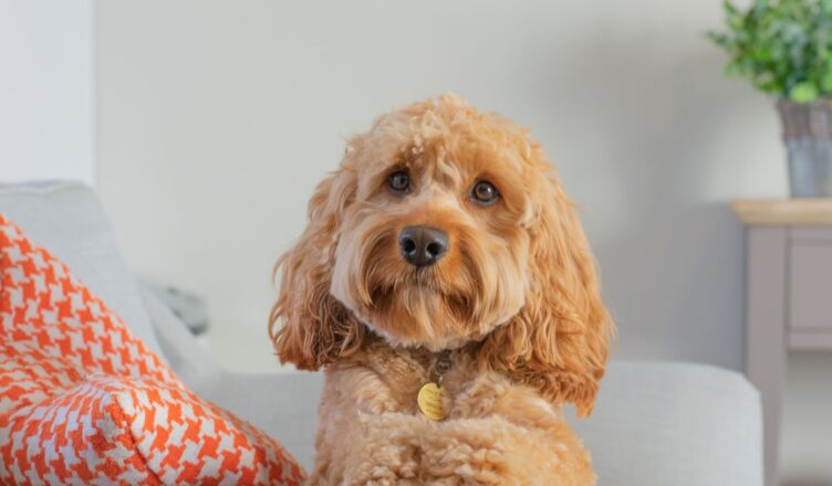 Cavapoo – krzyżówka cavaliera i pudla