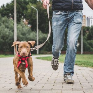 Dłuższy codzienny spacer może zrobić znaczną różnicę! Warto również skłonić psa do biegania na spacerze. Pamiętaj, by skłaniać pupila do nieco większej ilości aktywności fizycznej stopniowo.