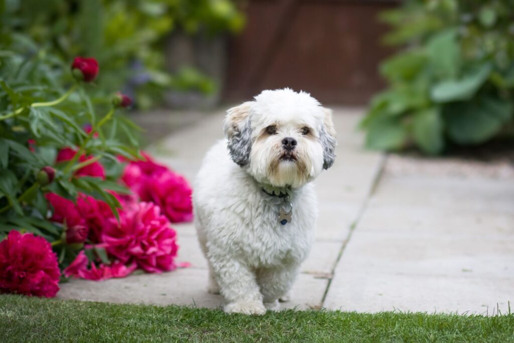 Psy, które nie gubią sierści - Lhasa apso 