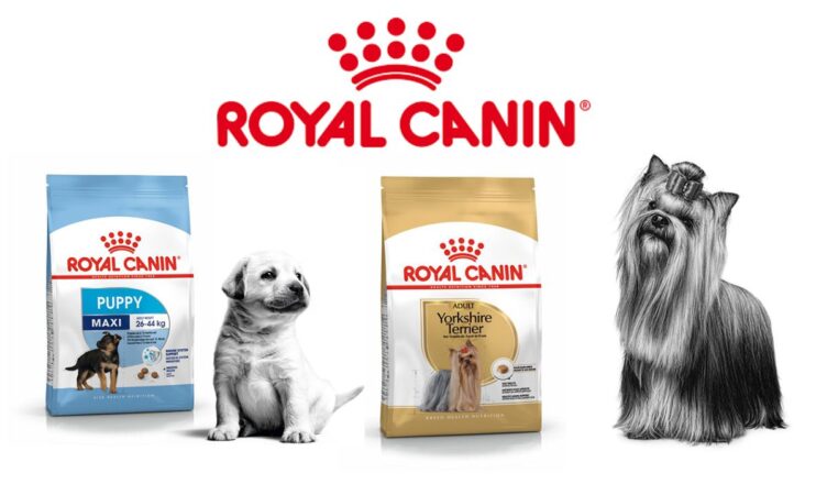 Royal Canin – którą karmę wybrać? Przewodnik po karmach dla psa