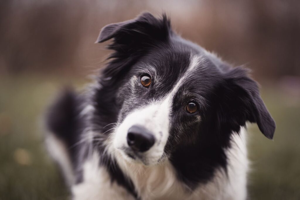 Długowieczne rasy psó - Border Collie