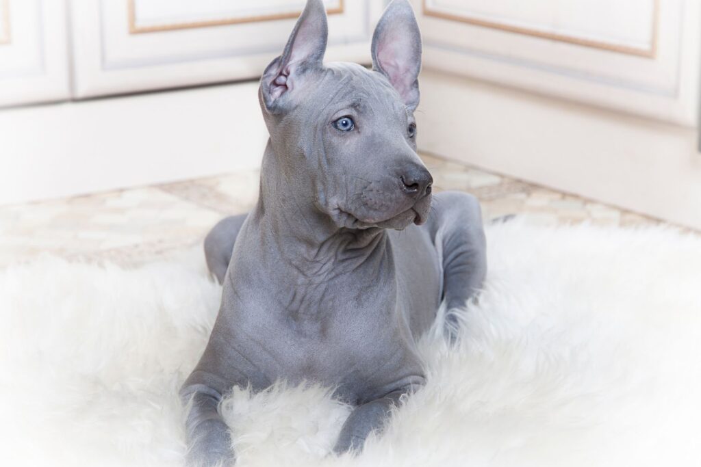 Thai ridgeback