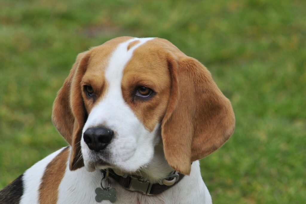 Beagle 