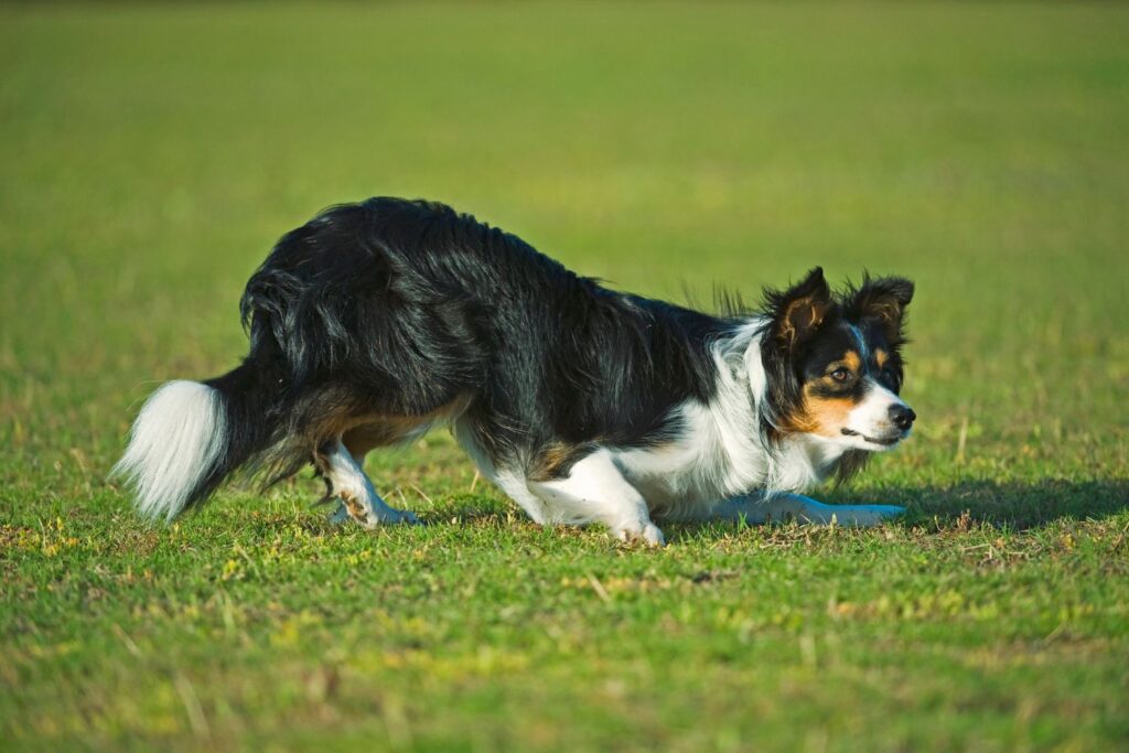 Posłuszne rasy psów - Border collie 