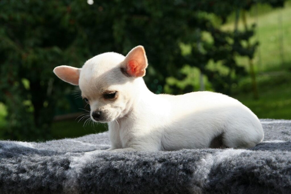 Długowieczne rasy psów - Chihuahua