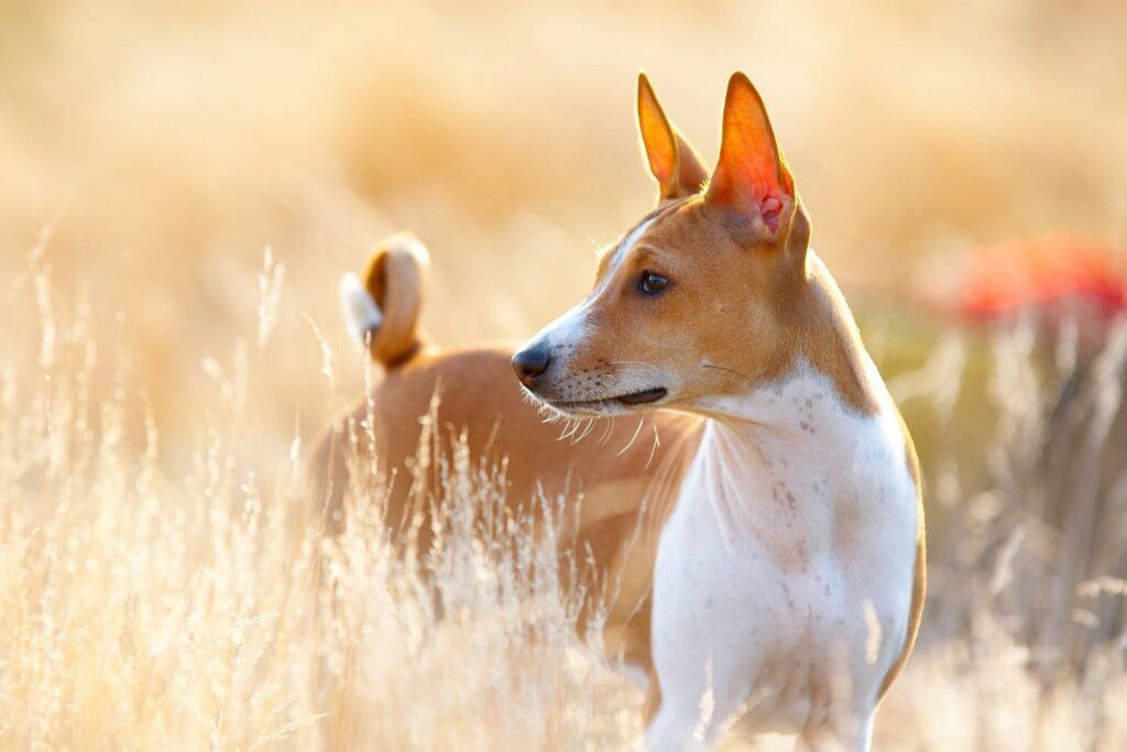 Najcichsze rasy psów - Basenji 