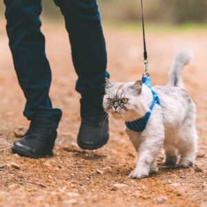 Zakup kotu szelki i zabierz go na spacer! Odpowiednio długi spacer w połączeniu z dawką biegania będzie miał doskonały wpływ na samopoczucie kota. Poza domem warto skłonić kota do zabawy, na przykład skakania i gonienia liści.