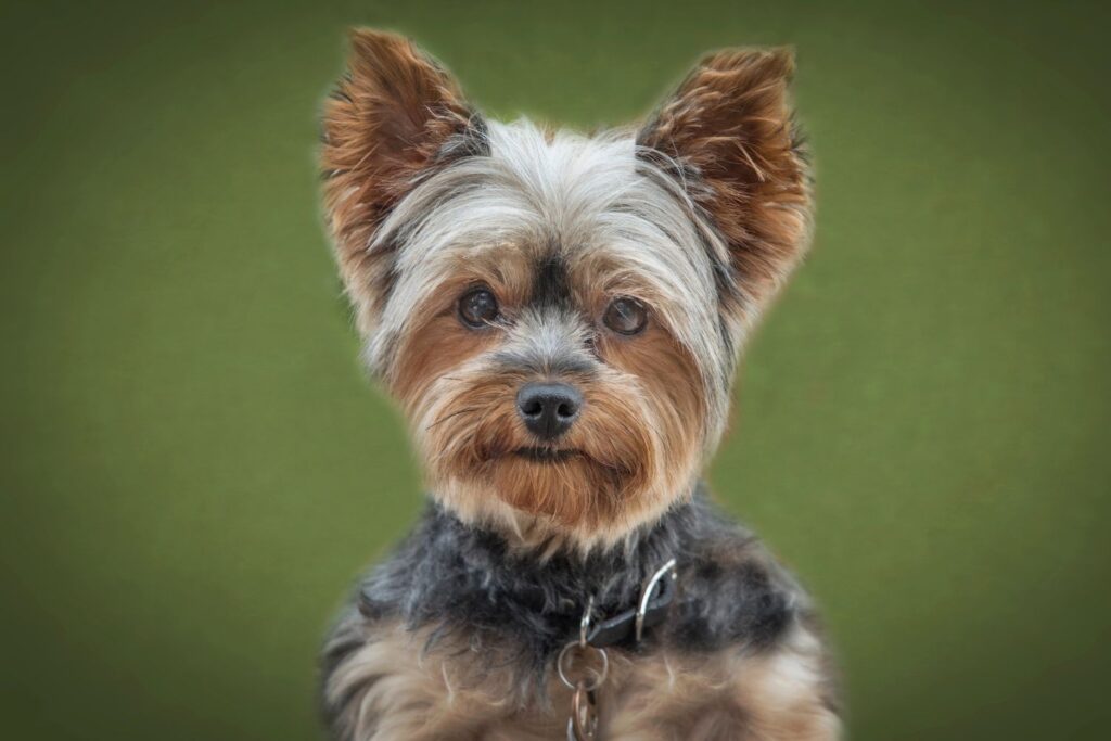 Yorkshire terrier 