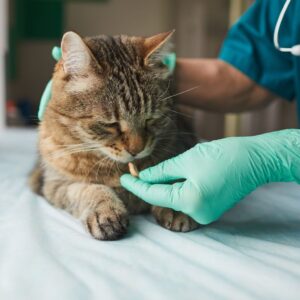 W zależności od zdiagnozowanego schorzenia, lekarz może zalecić zastosowanie odpowiednich leków weterynaryjnych – zwłaszcza w przypadku chorób układu moczowego o ostrym przebiegu. Zwykle leki te mają na celu pomoc kotu w poradzeniu sobie z dolegliwościami bólowymi i najbardziej dokuczliwymi objawami choroby w czasie jej ostrego przebiegu, natomiast kluczowym czynnikiem, który w międzyczasie pomaga kotu powrócić do zdrowia jest zastosowanie odpowiedniej diety oraz zadbanie o bezstresowe środowisko dla kota.