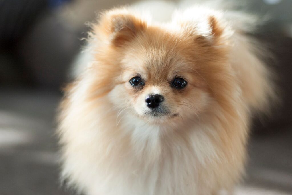 Pomeranian 