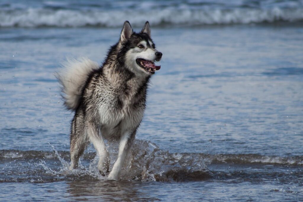 Alaskan malamute 