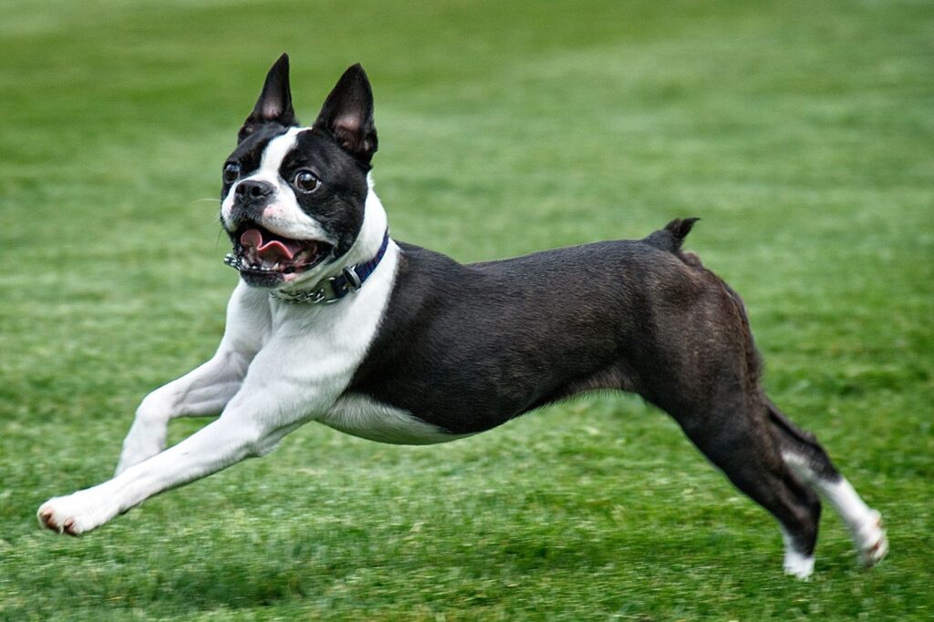 Boston terrier 