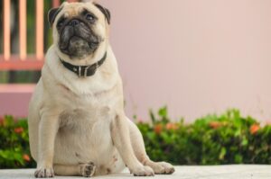 Otyłość i nadwaga to choroby cywilizacyjne, które występują u coraz większej części ludzkości, ale również u psów i kotów. Zaniedbanie prawidłowego odżywiania, mała ilość ruchu, problemy zdrowotne  przyczyny otyłości mogą być różne, ale jej skutki są tak samo fatalne. Jak radzić sobie z otyłością u zwierząt?