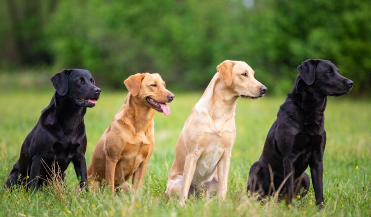 Ile żyją psy i co wpływa na długość ich życia?