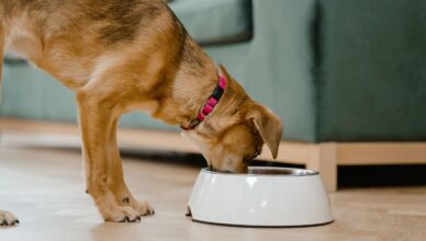 Brak apetytu u psa – jak temu zaradzić?