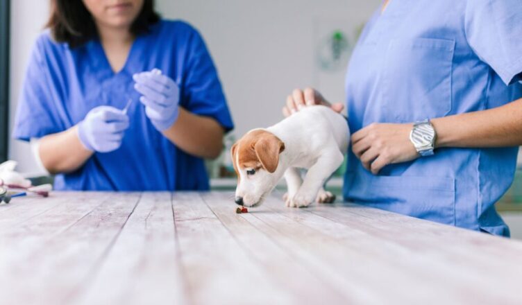 Badanie krwi psa i kota – co warto wiedzieć?