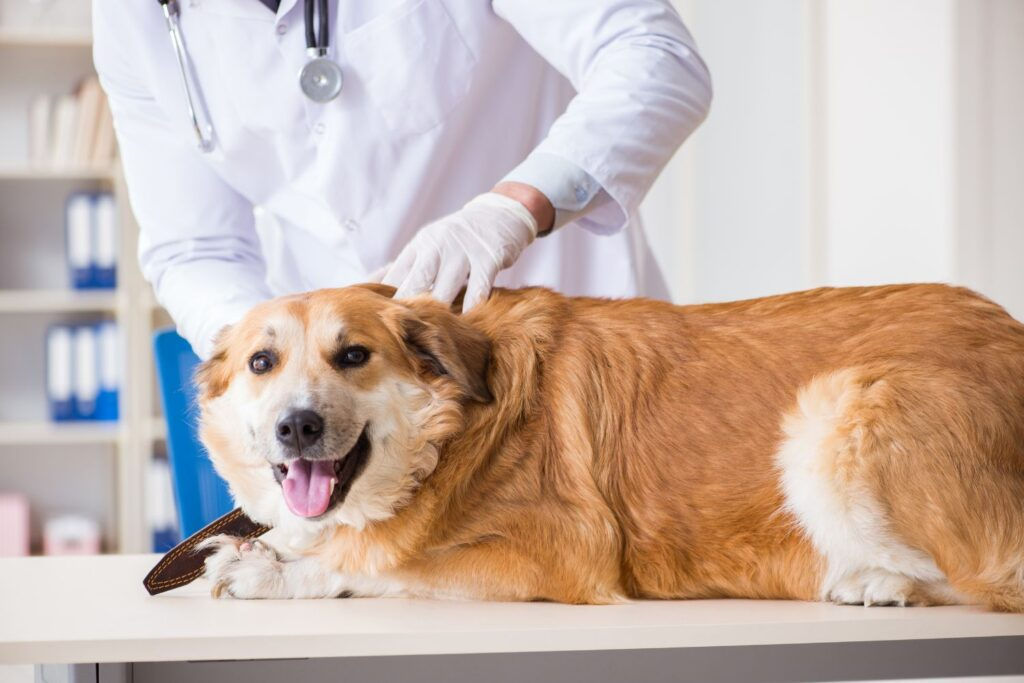 badanie krwi psa i kota