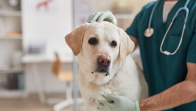 Brodawczak u psa  – czym jest i jak wygląda leczenie?