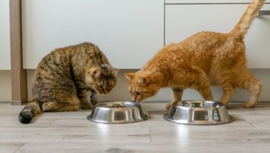 Jak wybrać najlepszą karmę dla kota?
