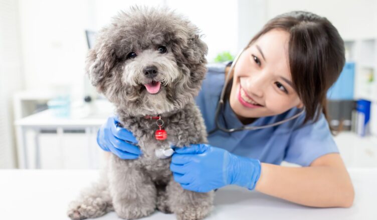 Zwierzęcy kardiolog – dla zdrowia serca psa i kota