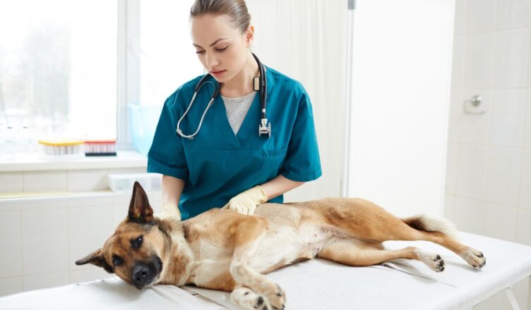 Nowotwór u psa i kota – czym jest i jak go leczyć?